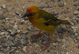 Image of Cape Weaver