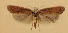 Image of Grass leafminer moth