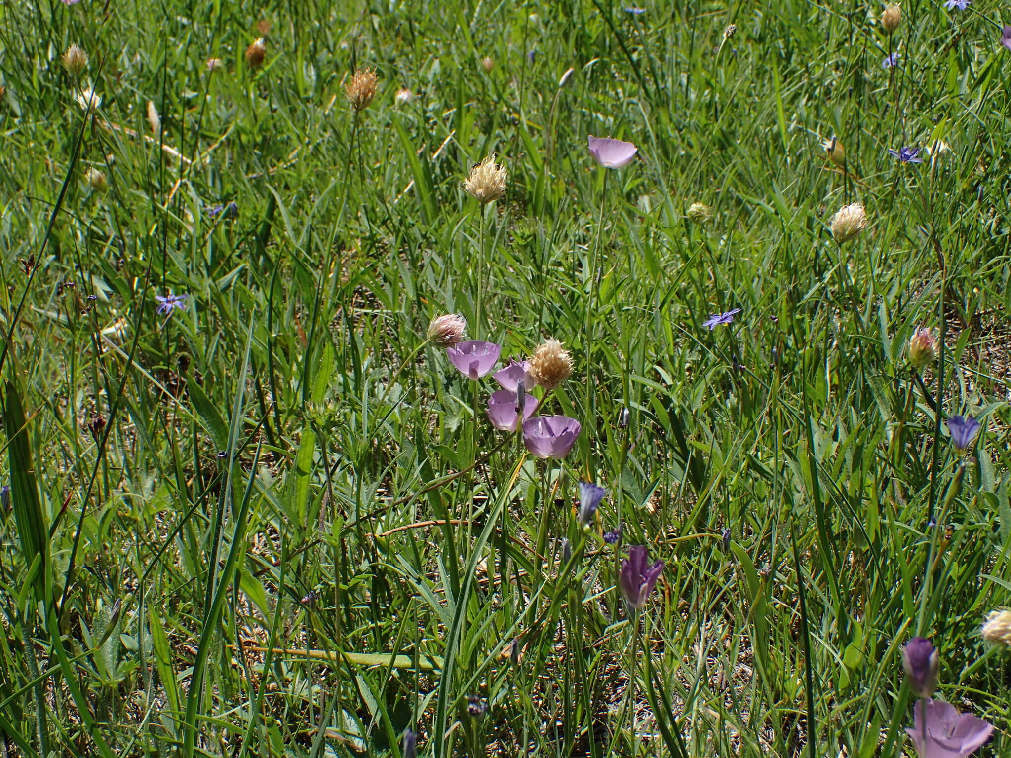 Calochortus nudus S. Watson的圖片