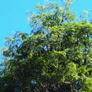 Image of Pemba Flying Fox