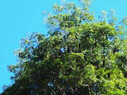 Image of Pemba Flying Fox