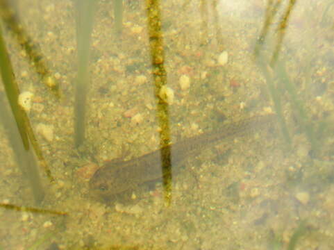 Image of Alpine Newt