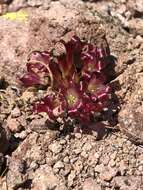 Image of Spanish Needle onion