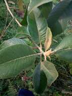 Plancia ëd Citharexylum subflavescens S. F. Blake