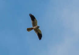 Image of Montagu's Harrier