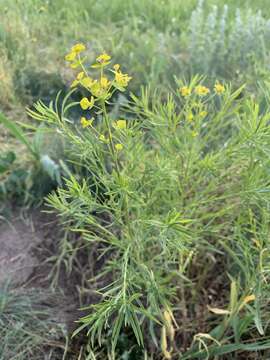 Euphorbia esula subsp. tommasiniana (Bertol.) Kuzmanov的圖片