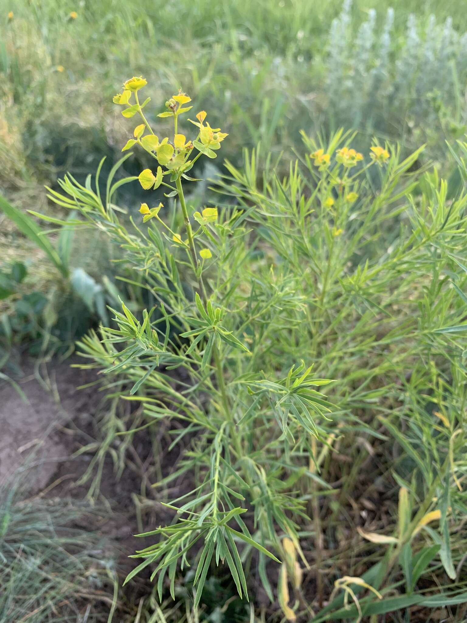 Image of Russian leafy spurge