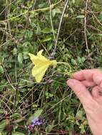 Imagem de Oenothera grandiflora L'Her