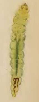 Image of Stigmella alnetella (Stainton 1856) Beirne 1945