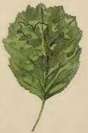 Image of Stigmella alnetella (Stainton 1856) Beirne 1945