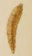 Image of Stigmella lonicerarum (Frey 1857) Gerasimov 1952