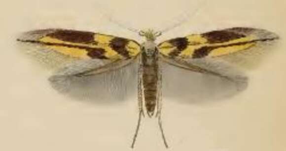 Image of Bucculatrix thoracella Thunberg 1794