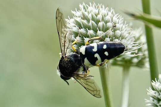 Image of Horse Guard Wasp