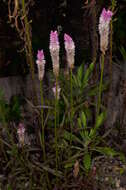 صورة Celosia spicata (Thou.) Spreng.