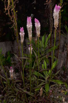 Image of Celosia spicata (Thou.) Spreng.