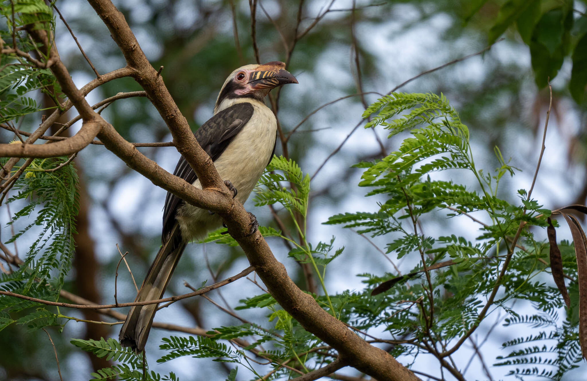 Image of Luzon Hornbill