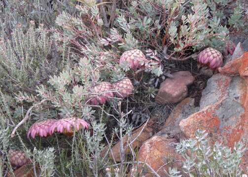 Image of Protea sulphurea Phillips