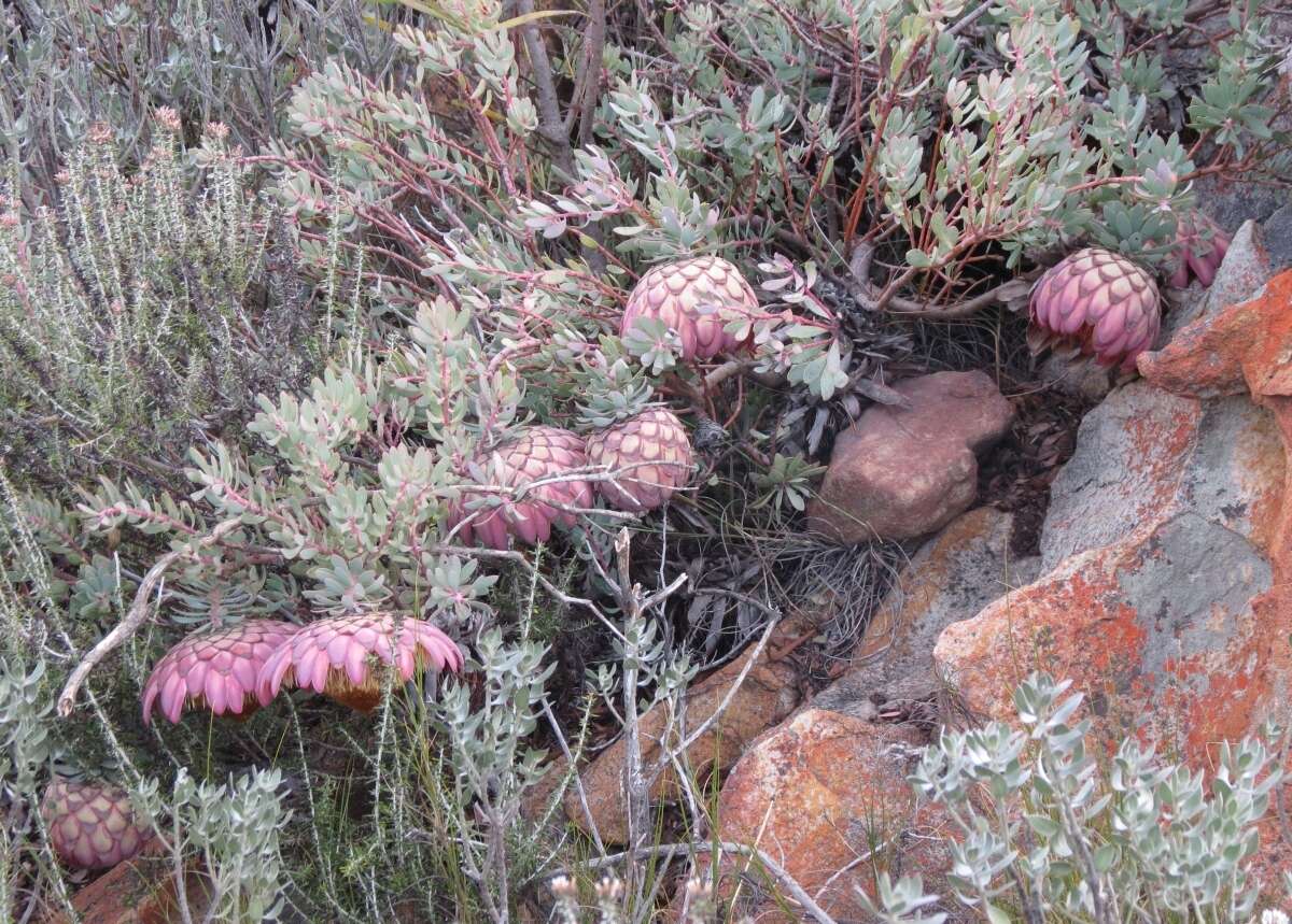 Image de Protea sulphurea Phillips