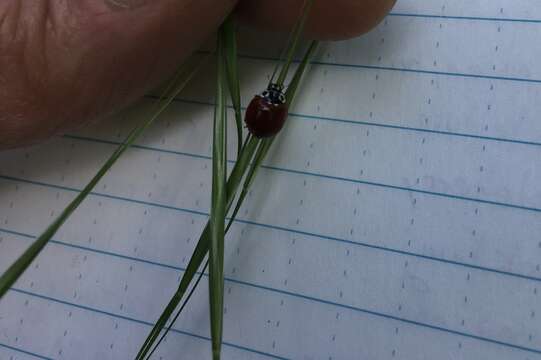 Image of Western Blood-Red Lady Beetle