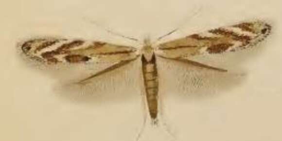 Image of Bucculatrix demaryella Duponchel