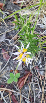 Image of Galatella sedifolia (L.) Greuter