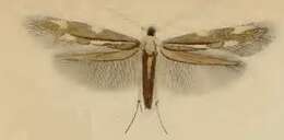 Image of Daisy Bent-wing