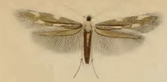 Image of Bucculatrix nigricomella Zeller 1839