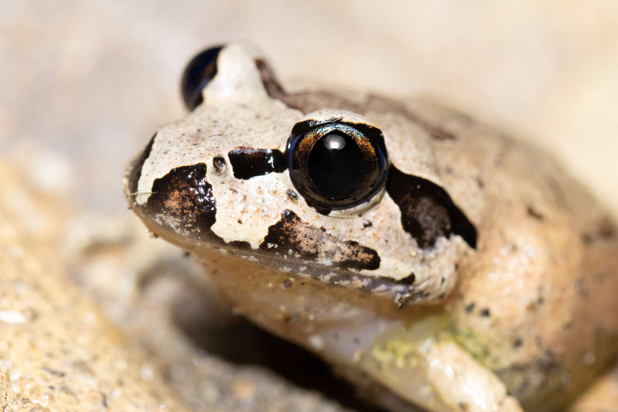 Image of Grey Barred Frog