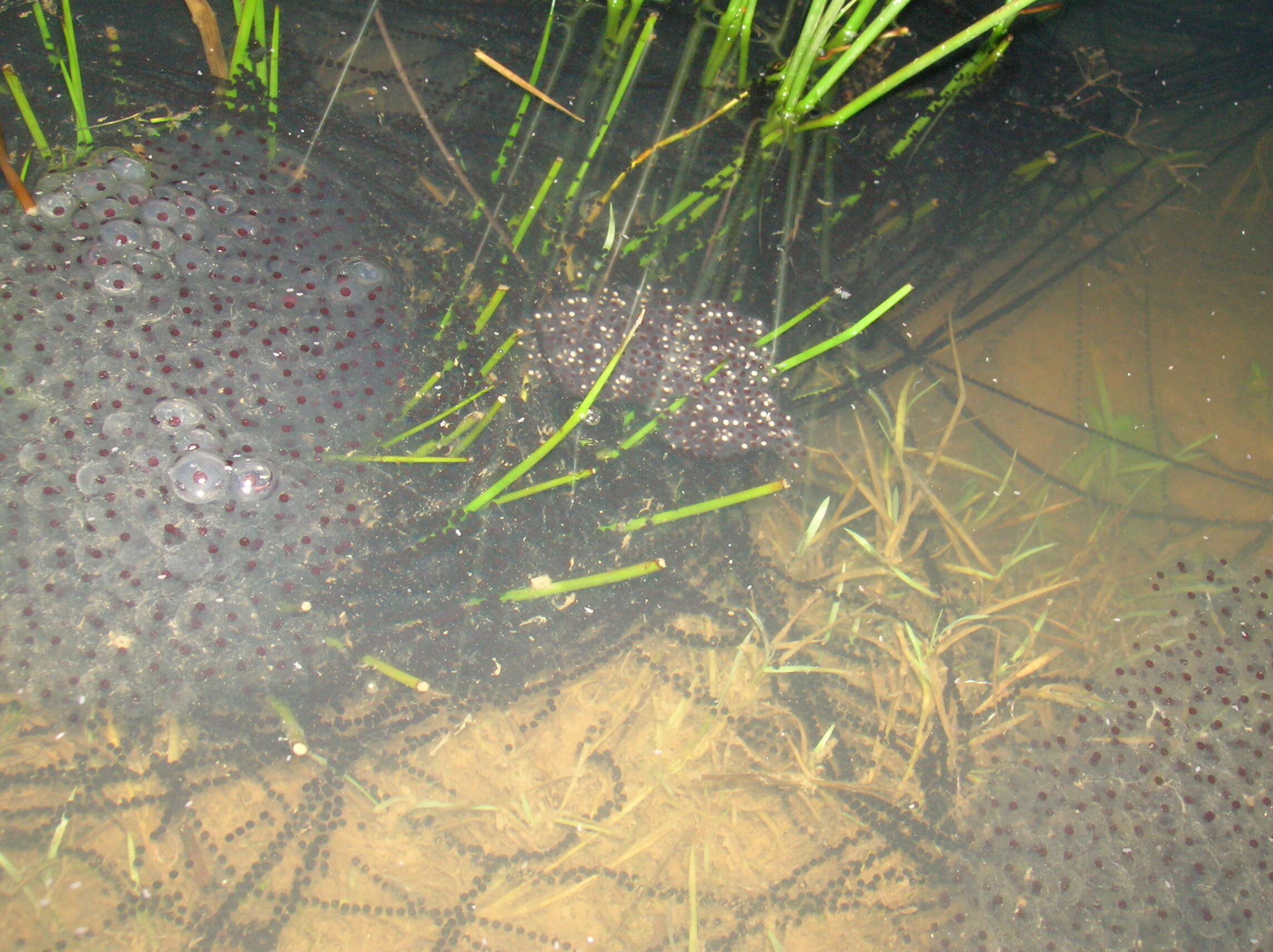 Image of Common frog