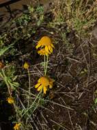 Image of Dyer's Chamomile