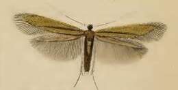 Image of Daisy Bent-wing