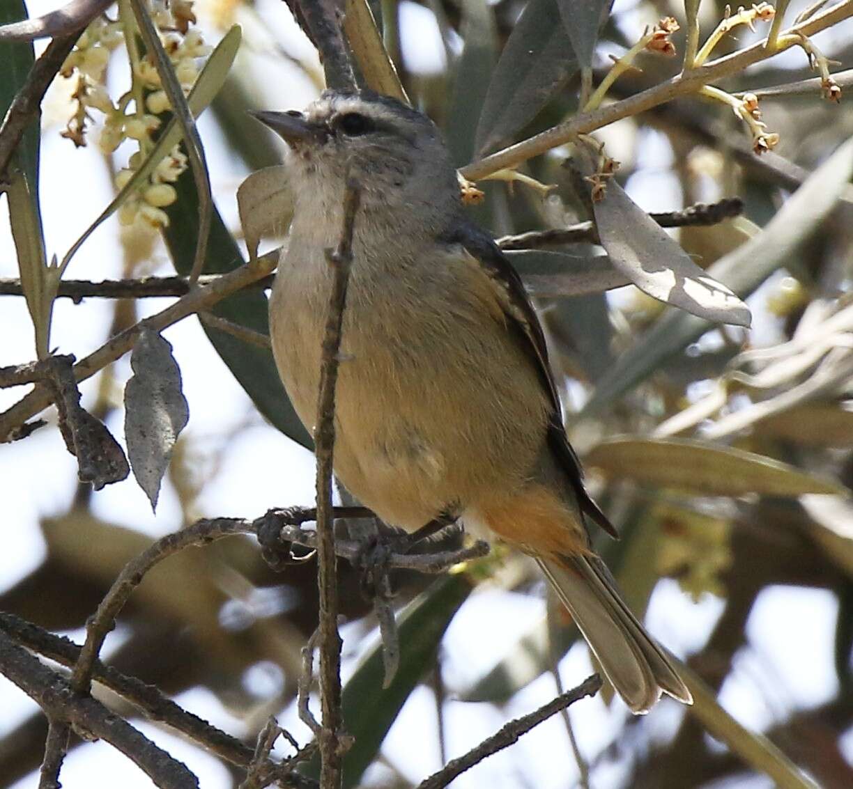 Image of Cinereous Conebill