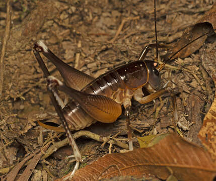 Image of <i>Penalva flavocalceata</i>