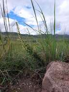 صورة <i>Coleus calycinus</i>