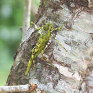 Image of Trachyzulpha formosana Shiraki 1930