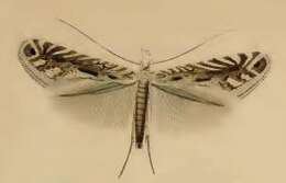 Image of Hazel Slender