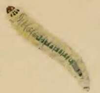 Image of Hazel Slender