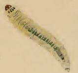 Image of Hazel Slender