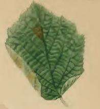 Image of Hazel Slender