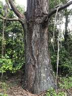 Image of river peppermint gum