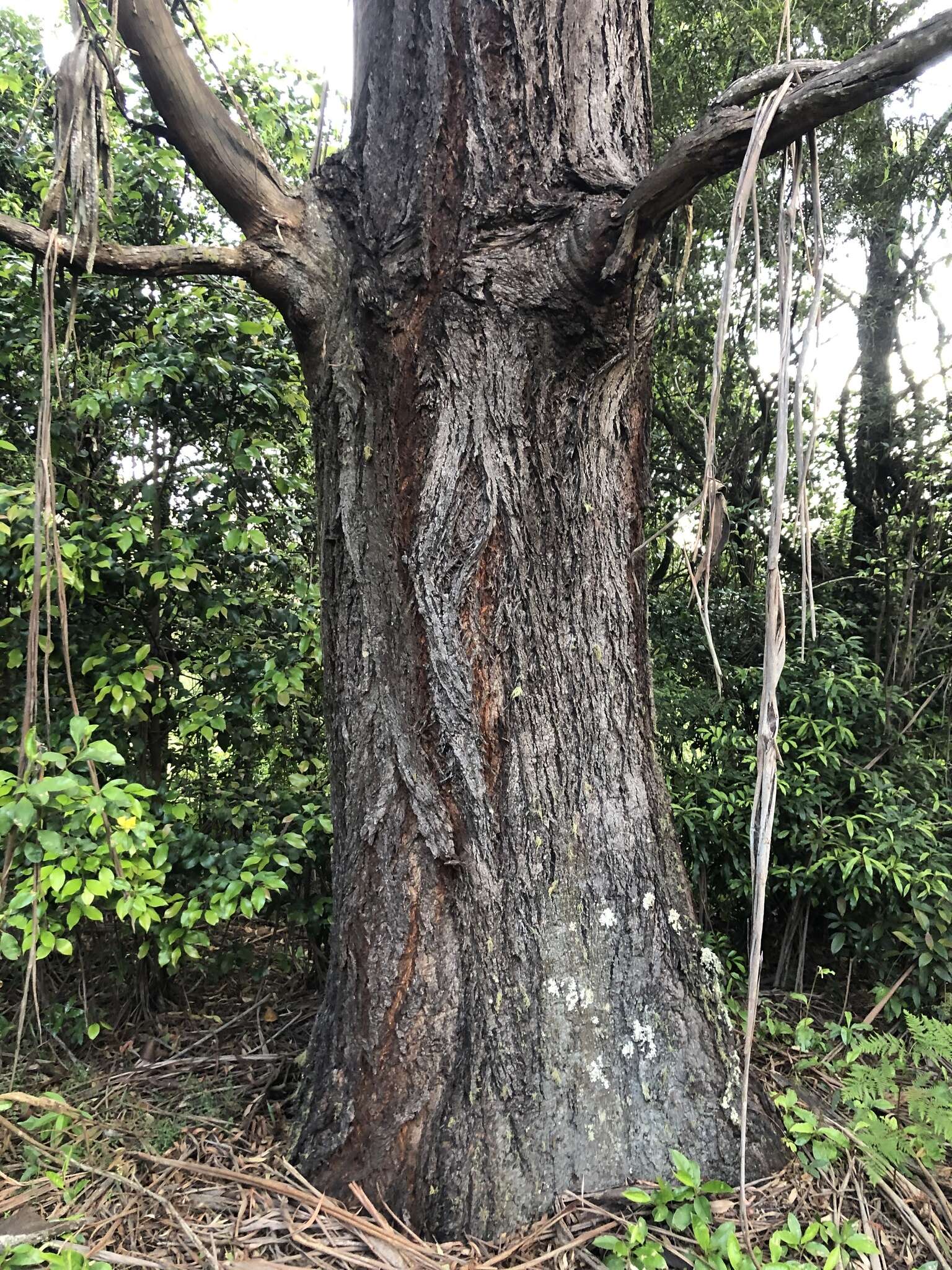 Sivun Eucalyptus elata Dehnh. kuva