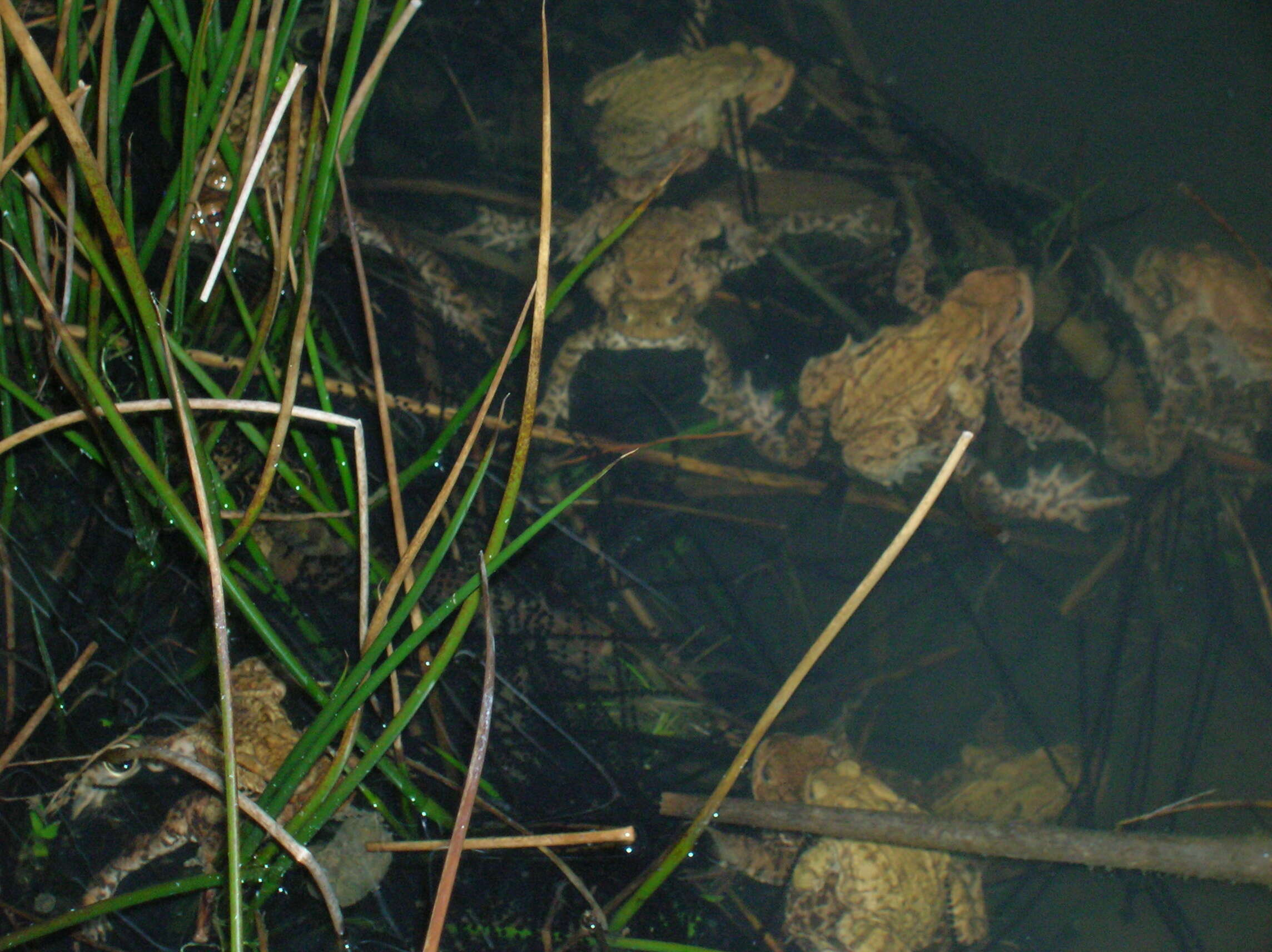 Image of Common Toad