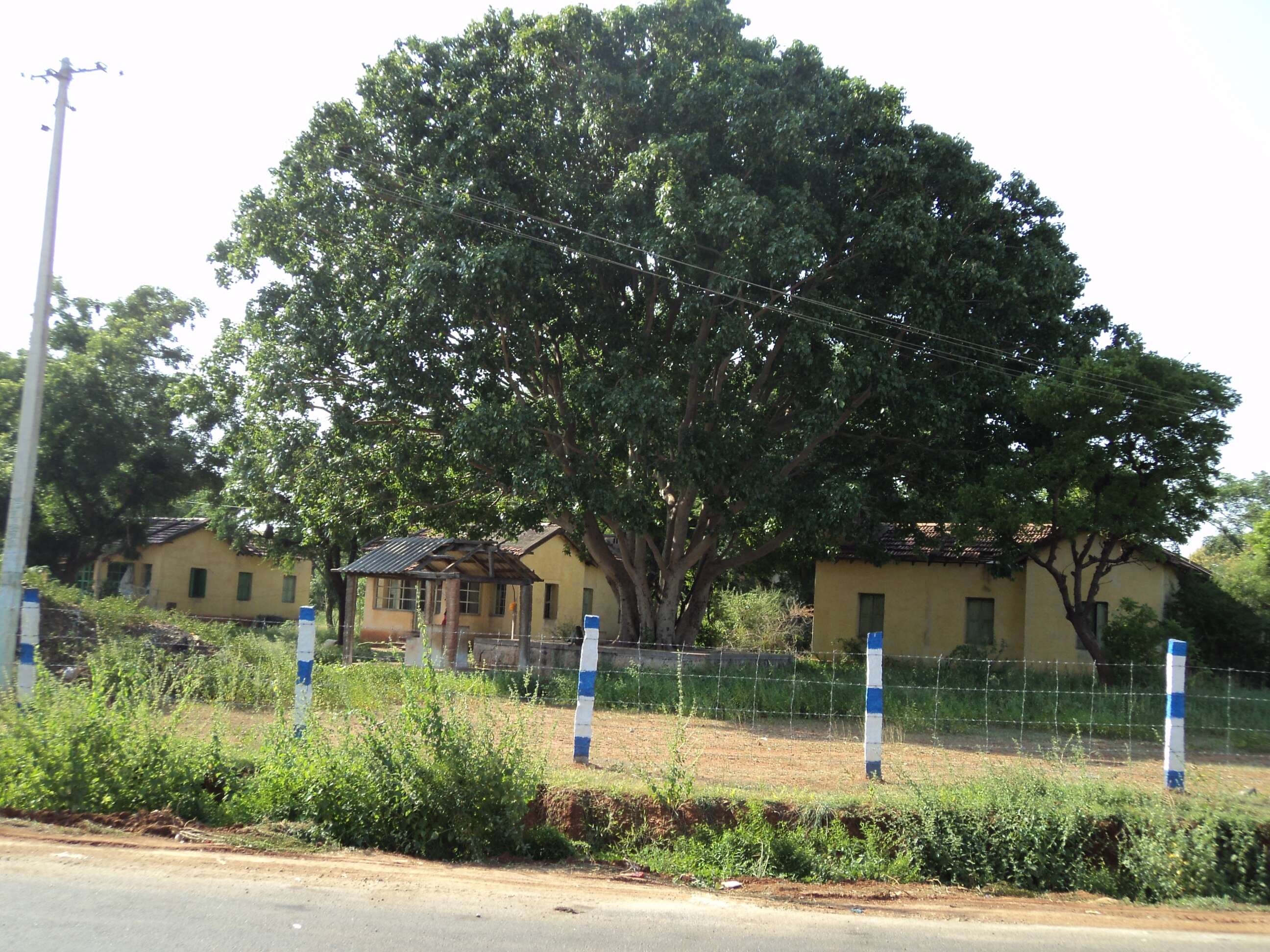 Image of peepul tree