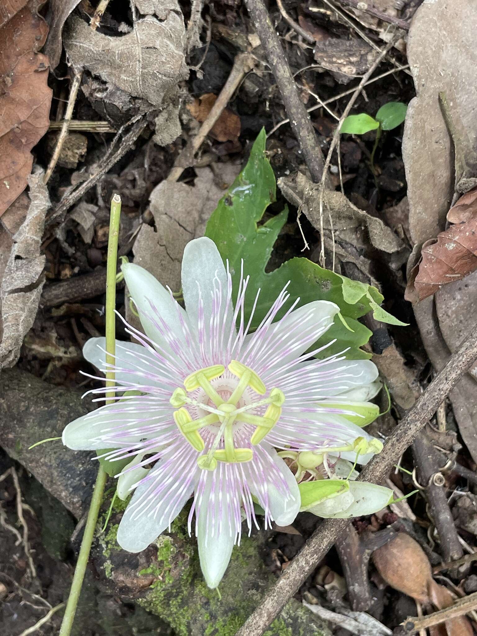 Passiflora sprucei Mast.的圖片