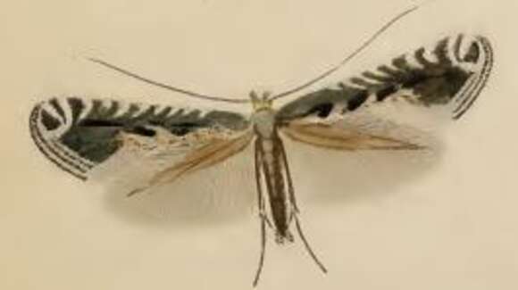 Image of Blackthorn Slender