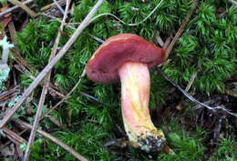 Imagem de Chalciporus rubinellus (Peck) Singer 1973