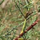 Image of Tamarisk leaf beetle