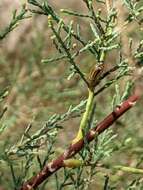 Image of Tamarisk leaf beetle