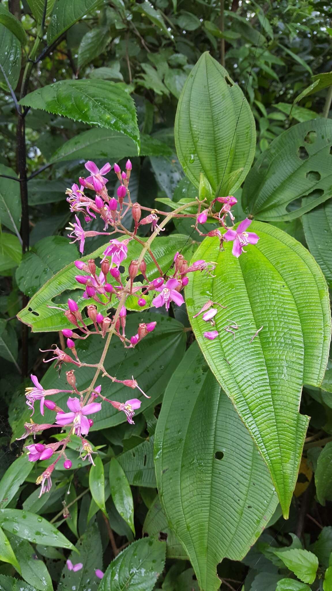 Image de Oxyspora paniculata (D. Don) DC.