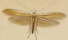 صورة Aspilapteryx tringipennella (Zeller 1839)